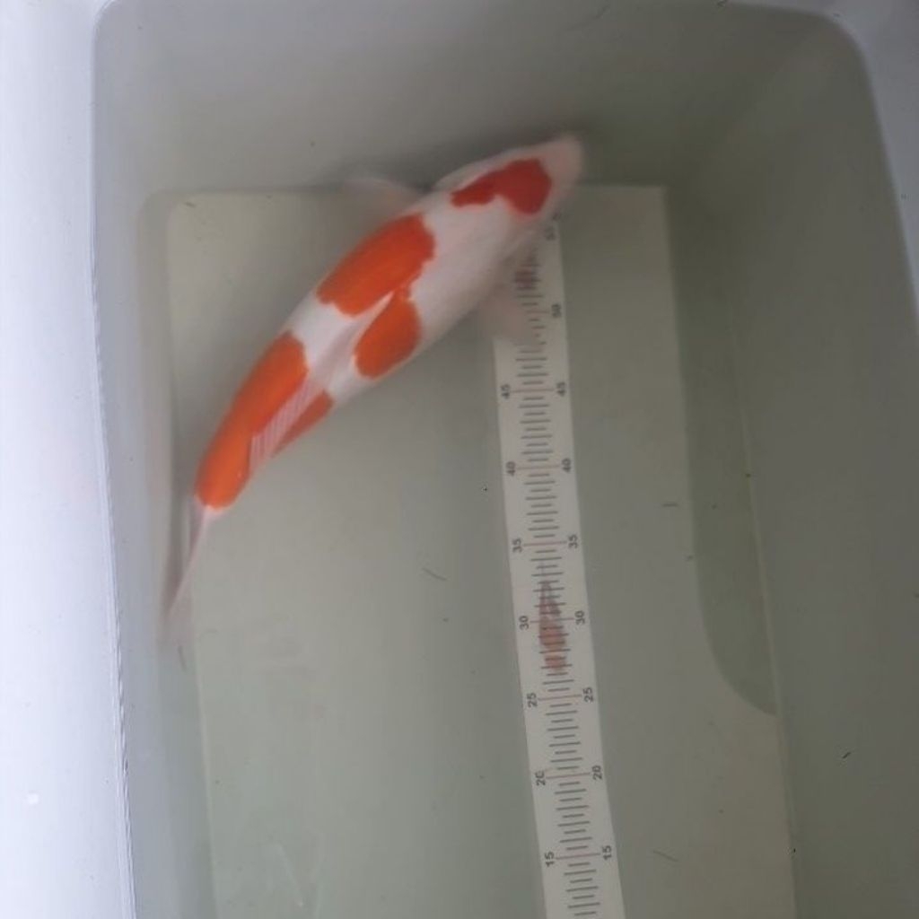 ikan koi kohaku