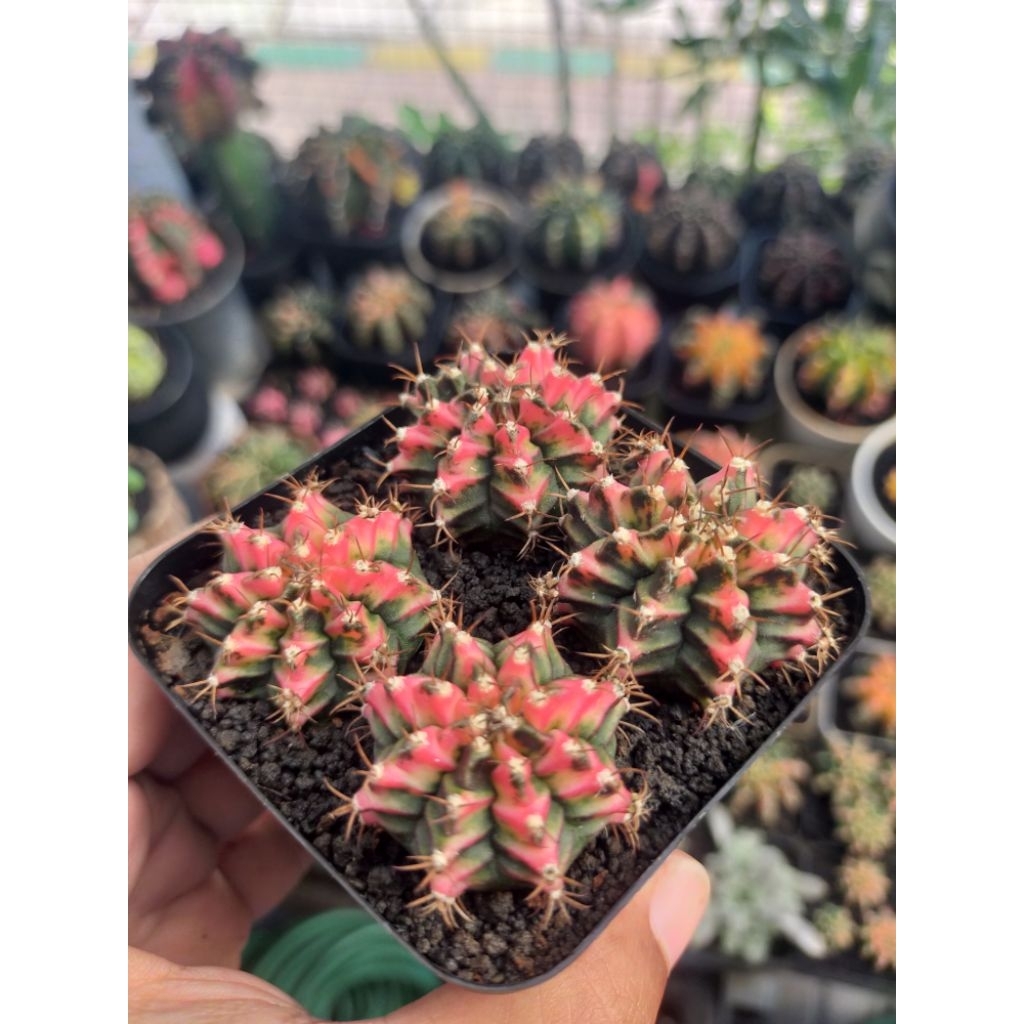 Paket Gymno Miha Multicolour Cakep