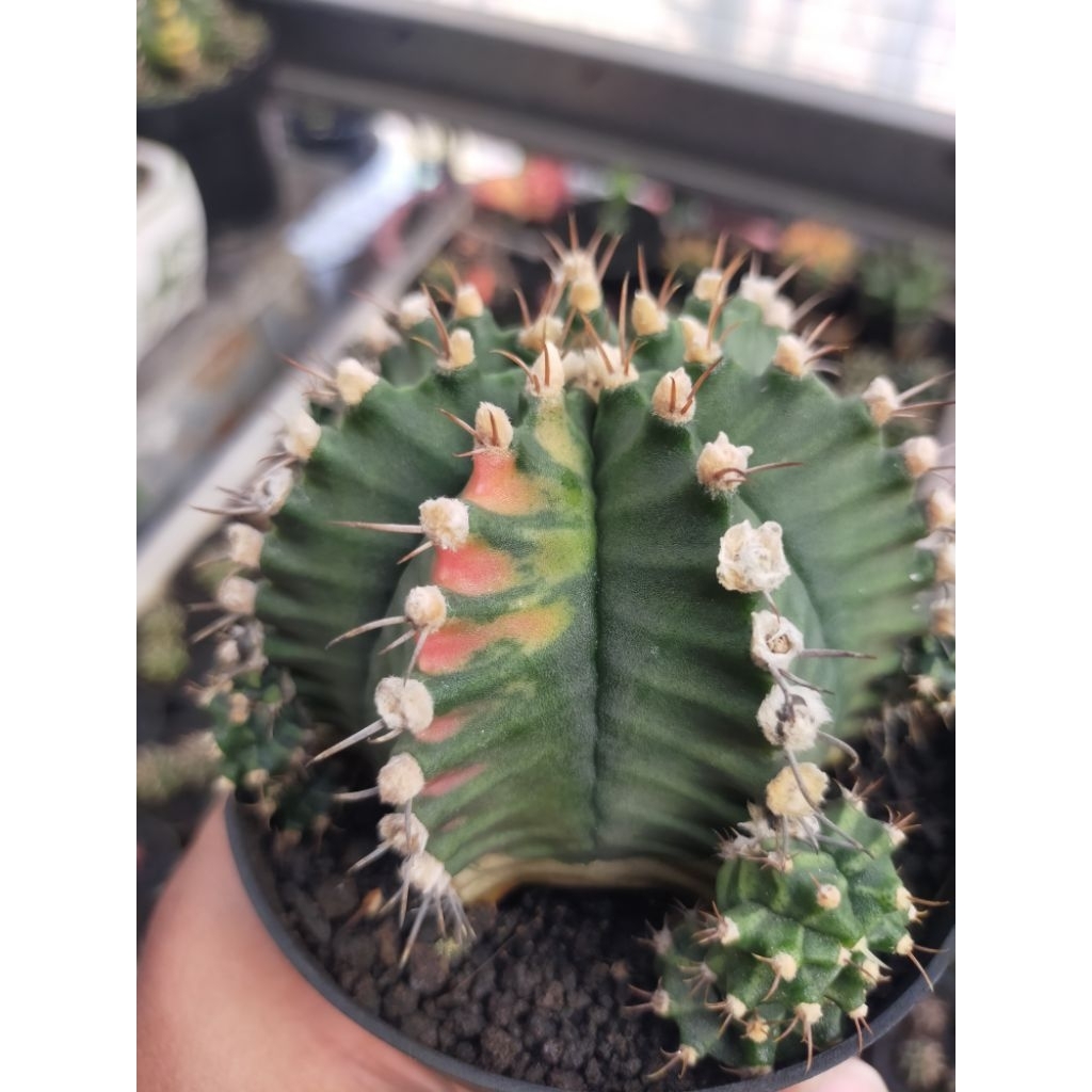 Gymno Miha Variegata Indukan Seedling