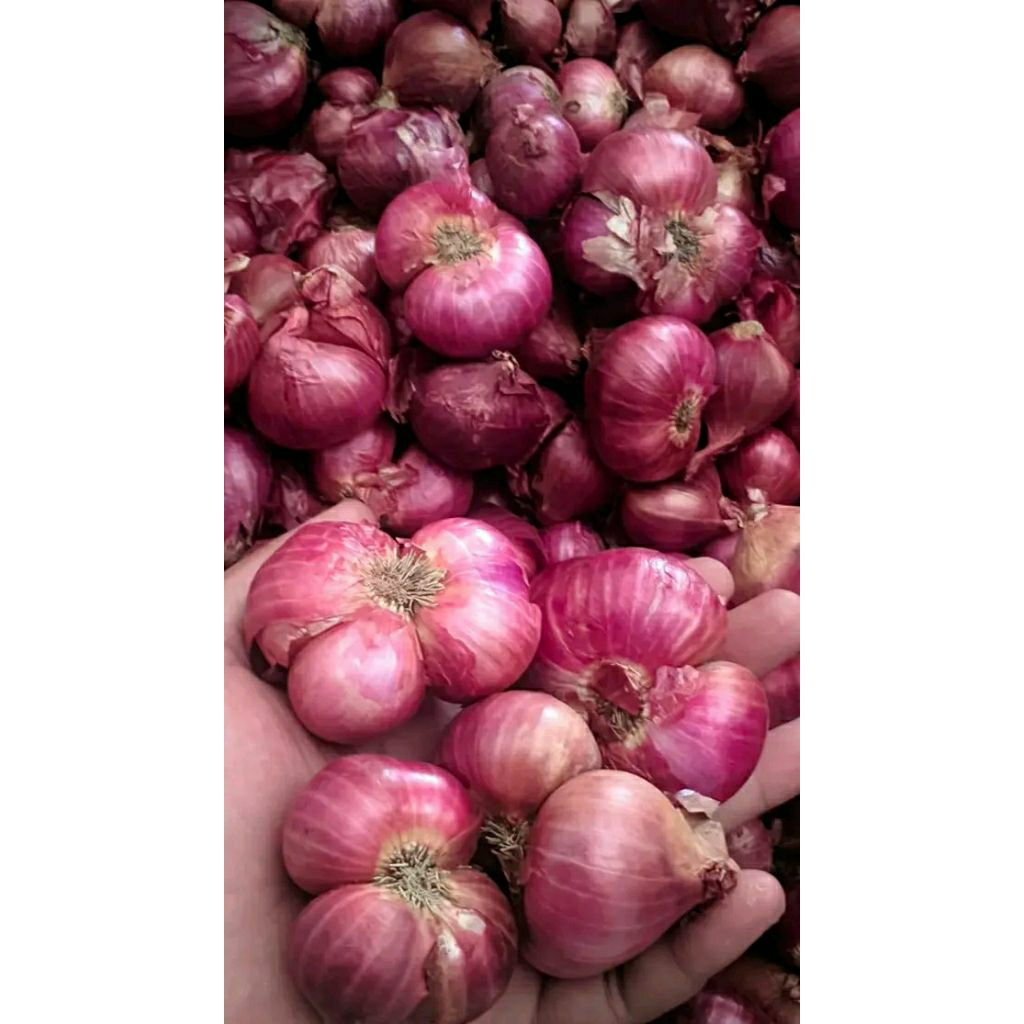 Bawang merah 1kg besar jumbo sedeng
