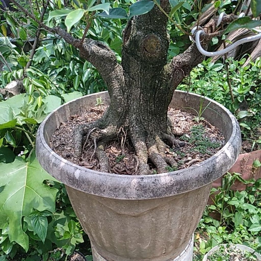 Bonsai kimeng/taiwan medium akar keliling