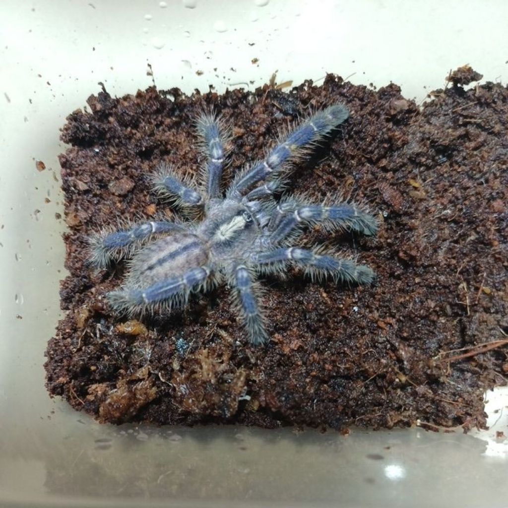 Mainan tarantula  Poechiloteria Metalica 6cm