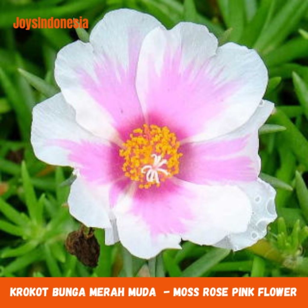Krokot Bunga Merah Muda - Moss Rose - Tanaman Hias