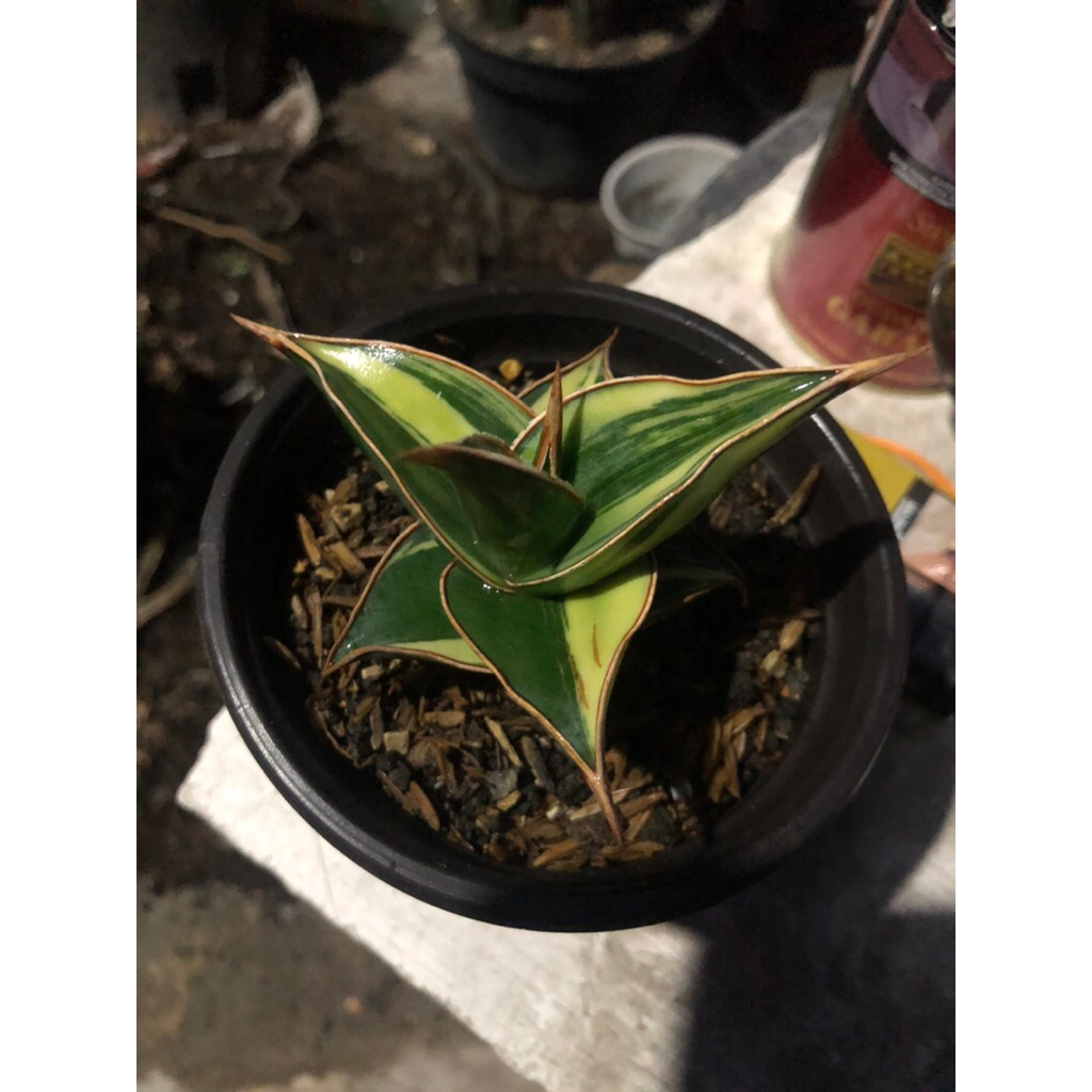 pinguiculata varigata sansiveria