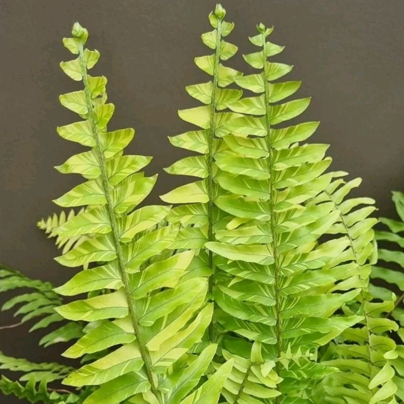 Tanaman hias hidup pakis boston variegata - pohon pakis variegata