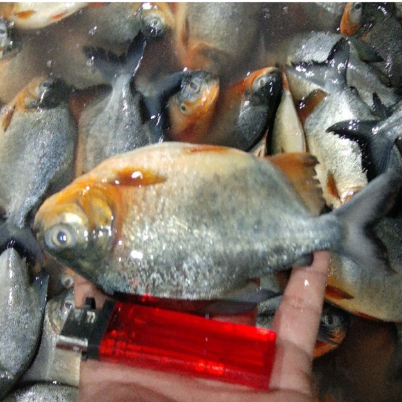 Ikan Bawal 1Kg Ikan Bawal Segar Ikan Bawal Tawar