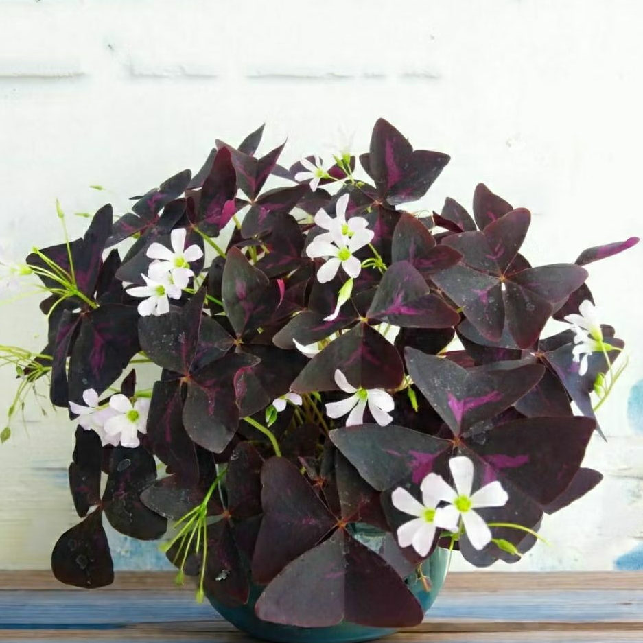 Tanaman Hias Semanggi Kupu-Kupu (ungu) - Oxalis Triangualis