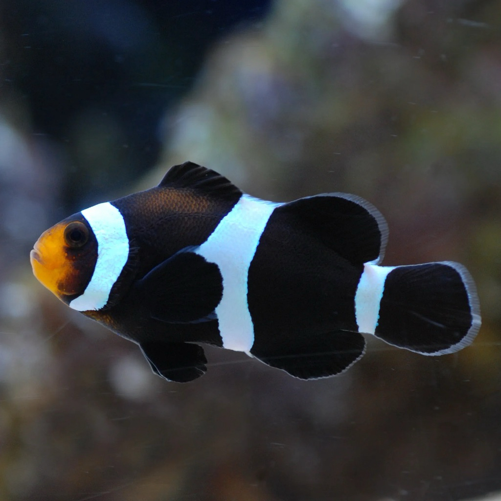 Clownfish Nemo Black Darwin Occelaris size Jumbo 6cm up
