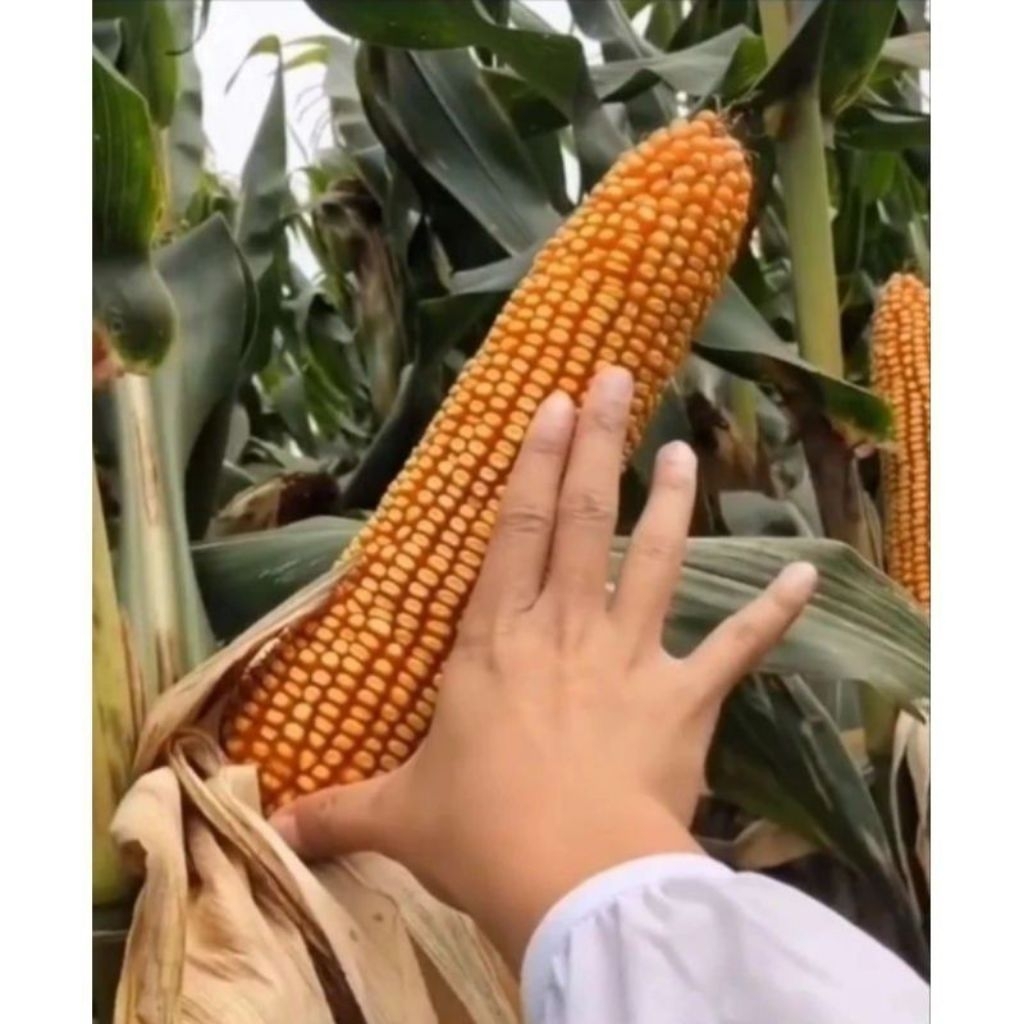 BENIH BIJI JAGUNG RAKSASA PILIHAN 1 KG