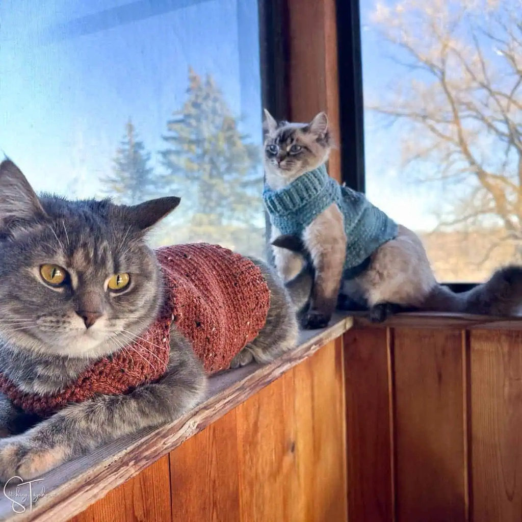 baju rajut hangat kucing anjing kecil jantan murah