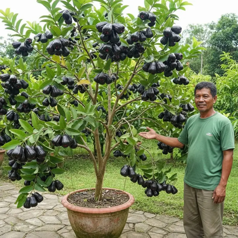 Bibit jambu air black guava//bibit jambu air hitam siap berbuah