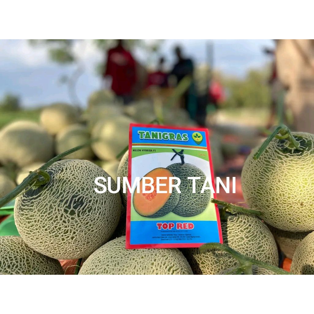 Benih Bibit Melon Top Red F1, Disukai Pasar, Nett Tebal dan Rasa Manis isi 500 - 600 Butir Kadaluars