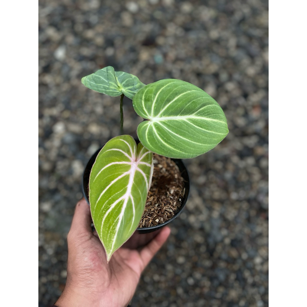 Philodendron gloriosum white veins