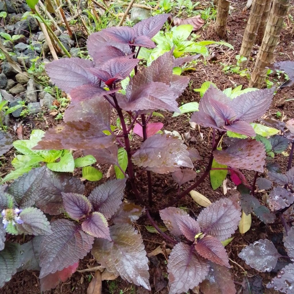 Bibit Miana Jawer kotok ( Herbal ) Sudah berakar siap tanam