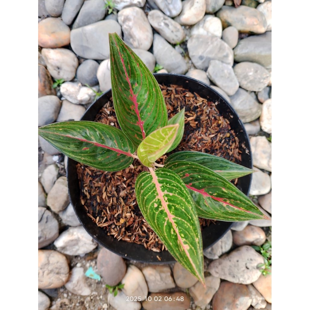 Aglonema Green legacy