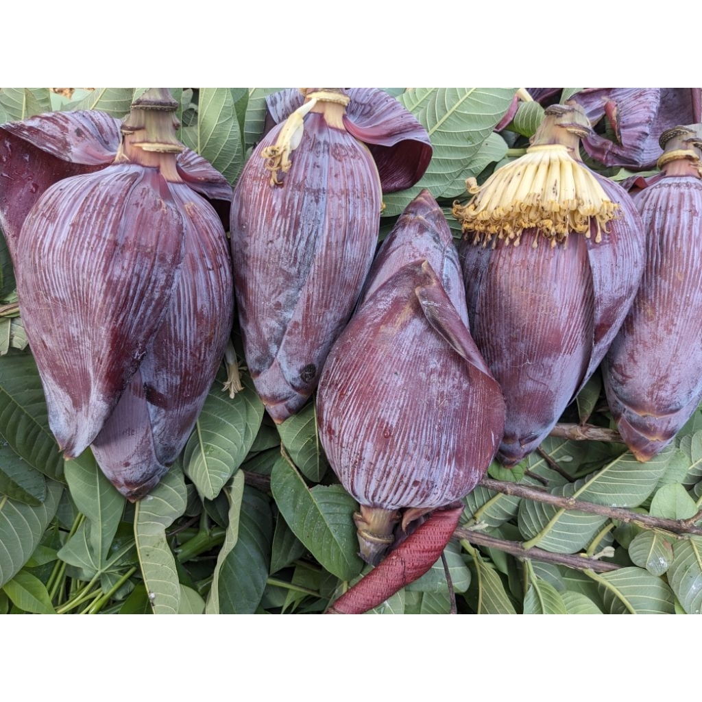 Ontong Kepok / Jantung Pisang Kepok