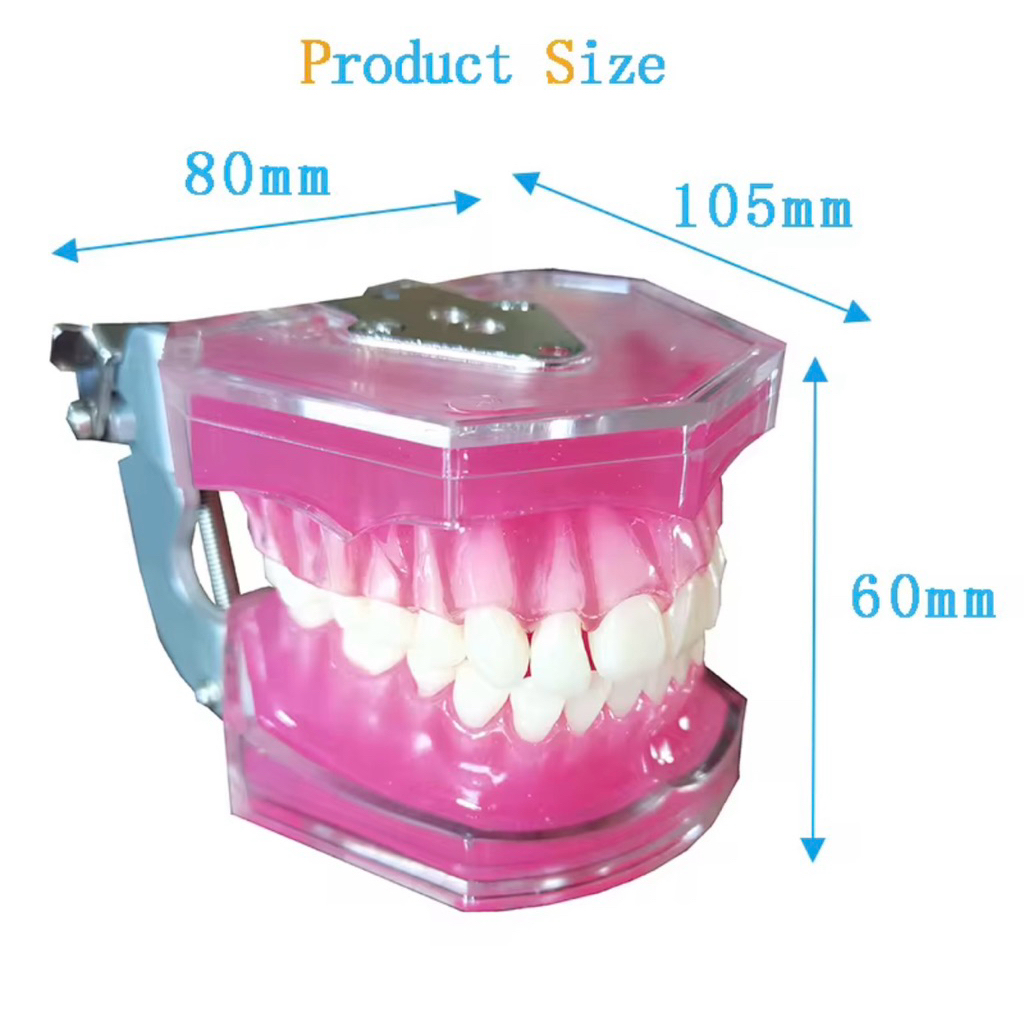 Phantom Gigi Lepas Pasang Model Studi Gigi Alat Peraga Gigi Dental Model