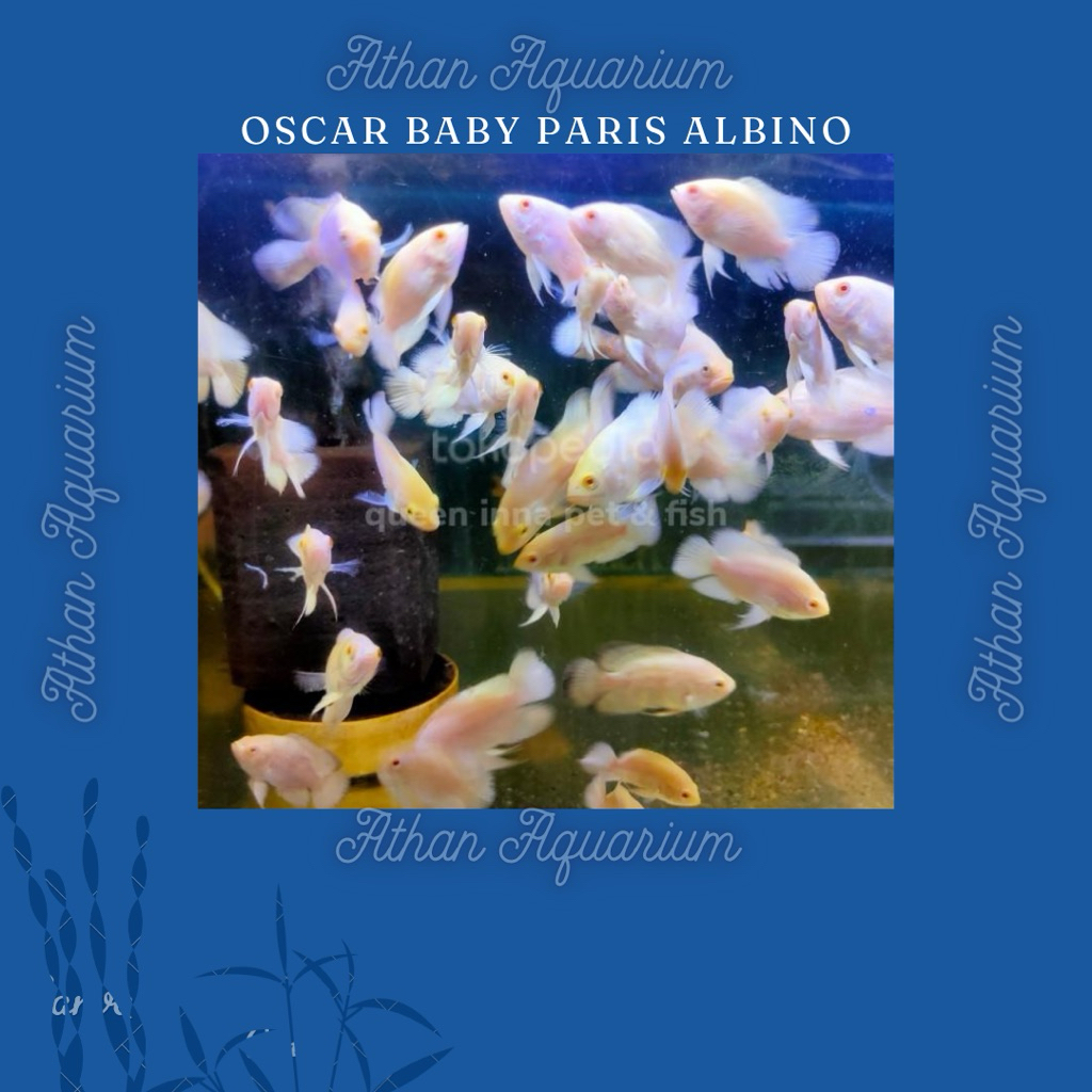 Baby/anakan Oscar Paris Albino size kecil uk 2-3cm