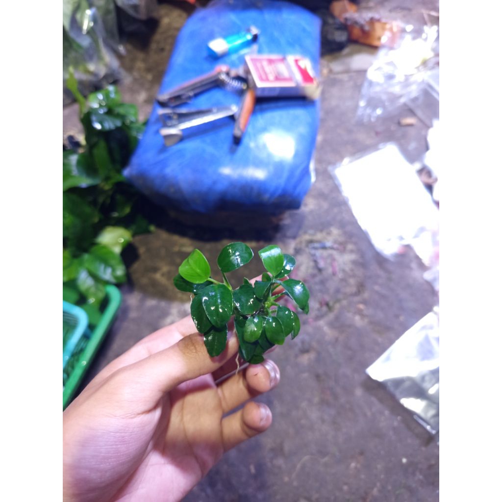 anubias petite aquascape