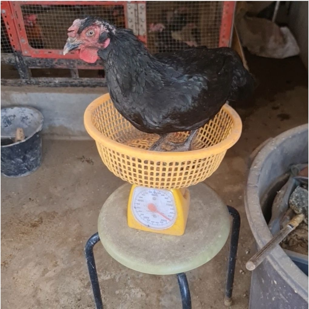 Ayam  Kampung KUB Betina Usia ±8 Bulanan | Baca Deskripsi Produk | Ayam Sesuai  Video Dan Foto Produ