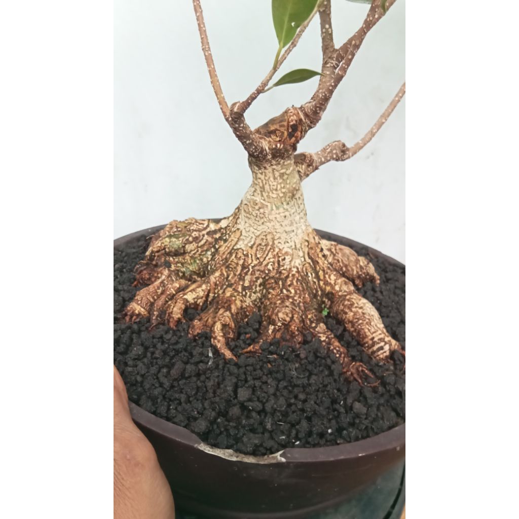 BONSAI POHON KIMENG/FICUS MICROCARPA PROGRAM AKAR