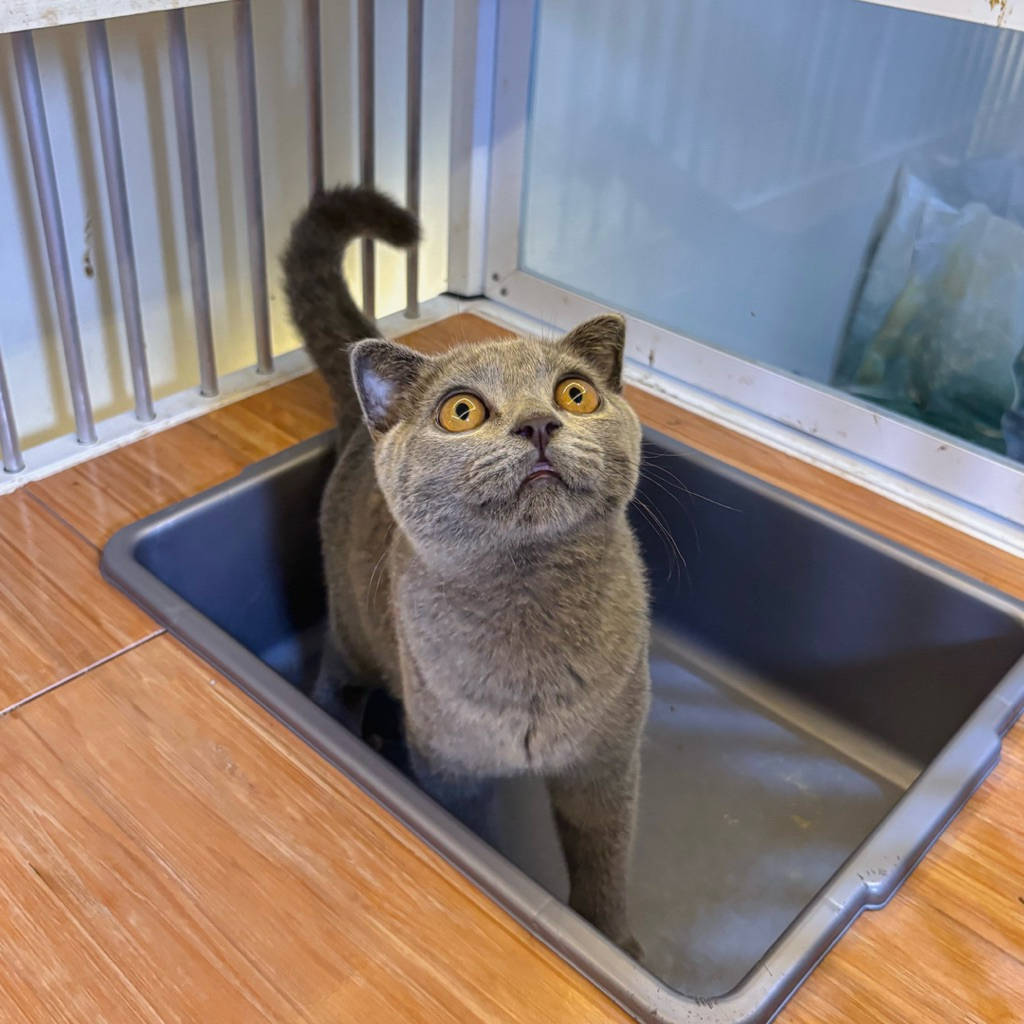 kitten scottish // kucing bsh