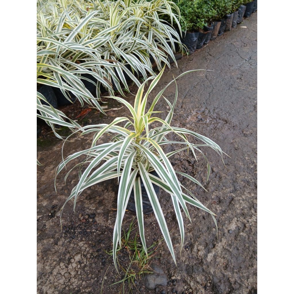 tanaman hias suji belut putih/tanamn suji belut varigata