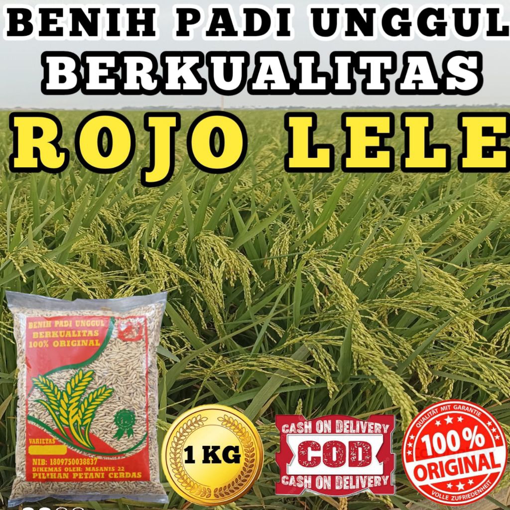 BENIH PADI UNGGUL BERKUALITAS (ROJO LELE )