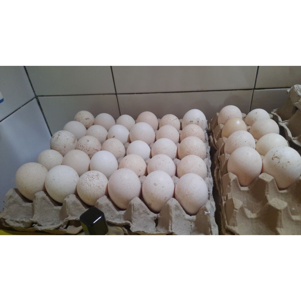 TELUR AYAM KALKUN FREES(BISA DITETASKAN) PERBUTIR