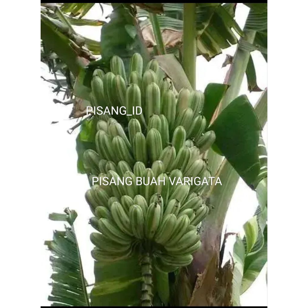 PROMO ( BELI 1 GRATIS 1 ) BIBIT PISANG BUAH VARIGATA KUALITAS UNGGUL CEPAT BERBUAH MANIS