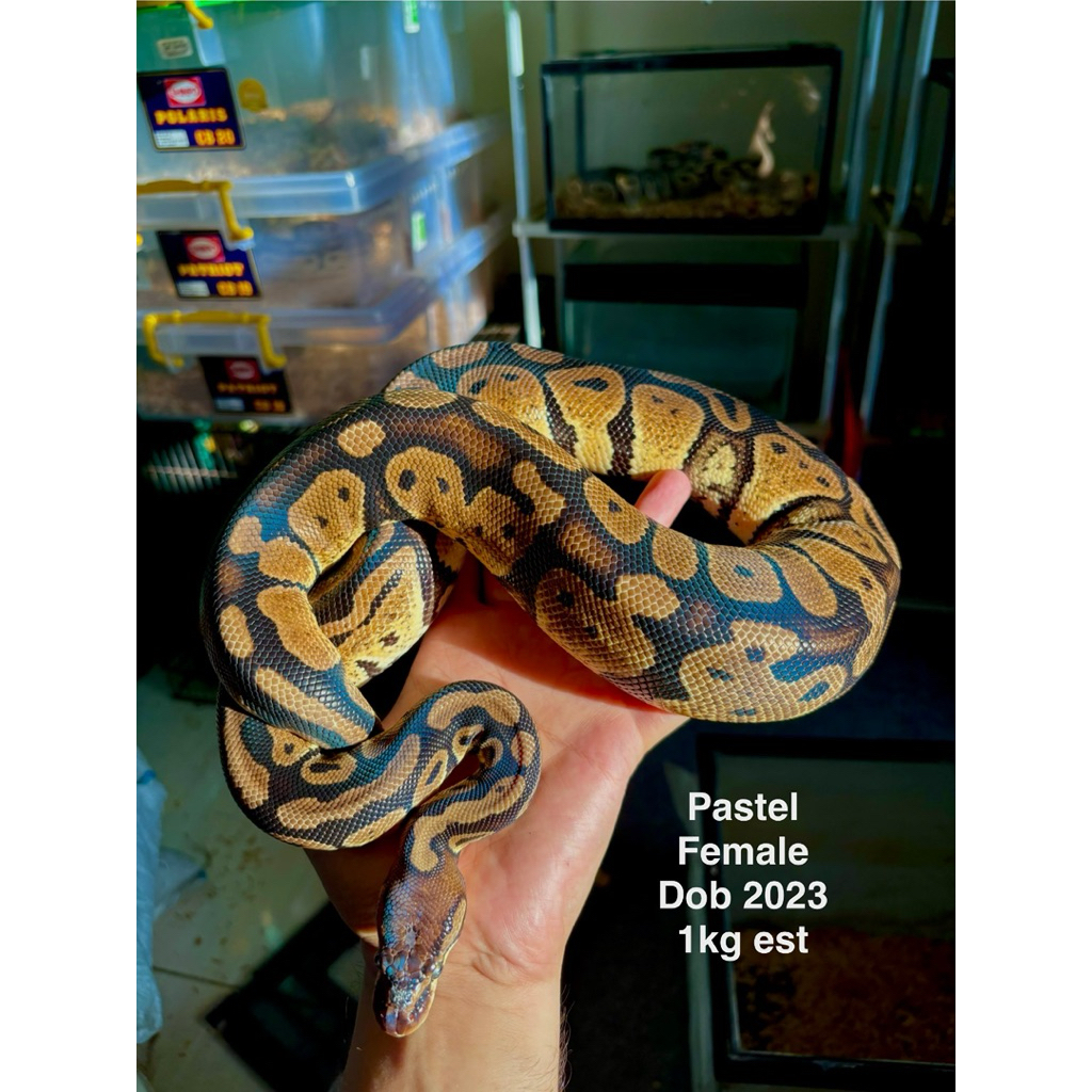 ball python pastel female adult