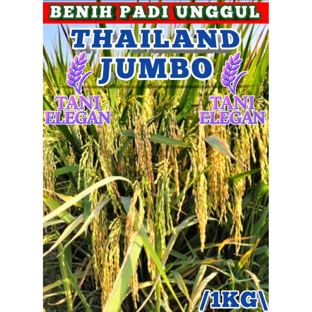BENIH PADI UNGGUL THAILAND JUMBO 1KG