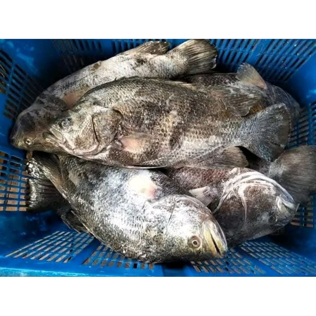 Ikan Kakap batu ikan kakap hitam Ikan kakap segar Ikan Hasil laut Segar