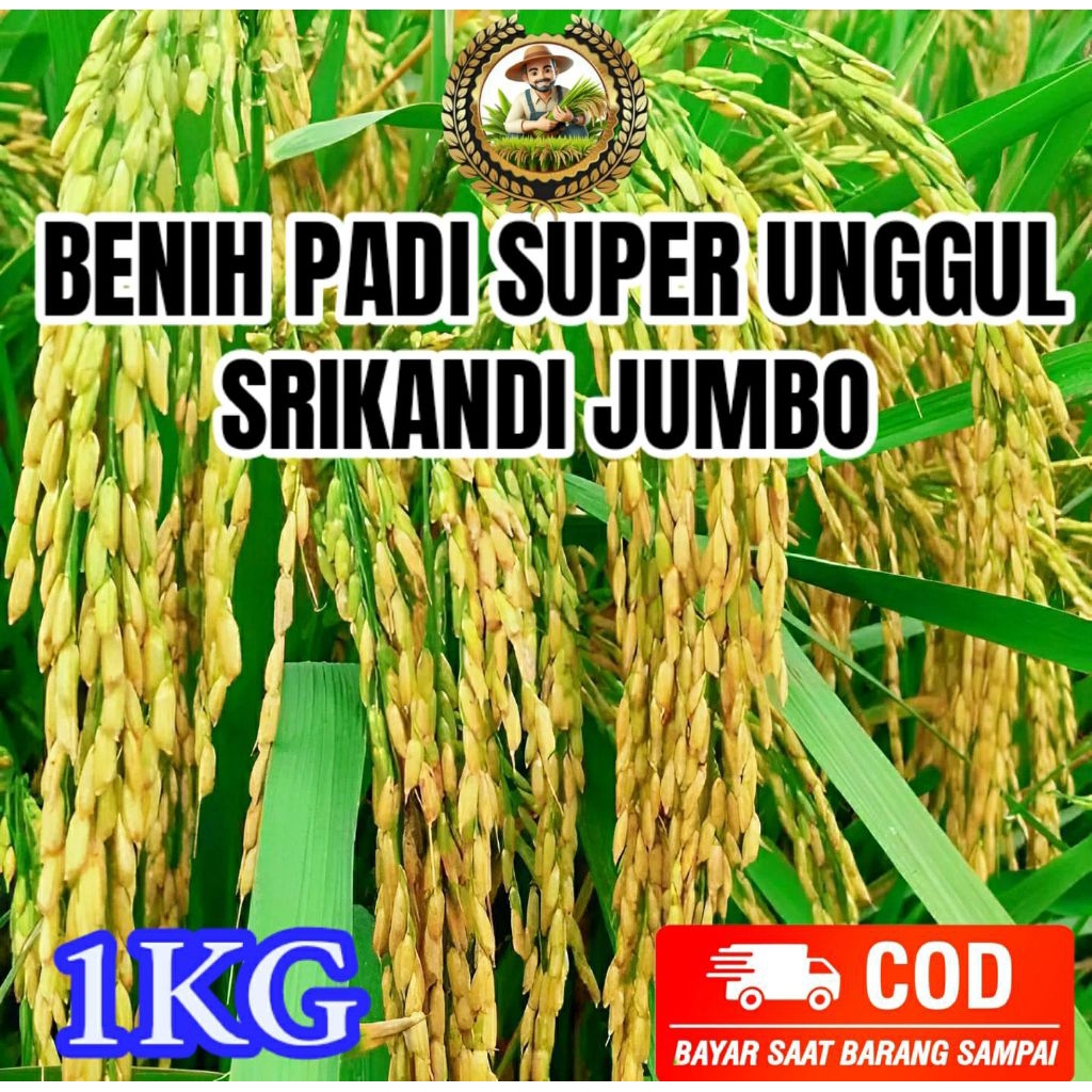 BENIH BIBIT PADI UNGGUL (SRIKANDI JUMBO) KEMASAN 1KG ORIGINAL
