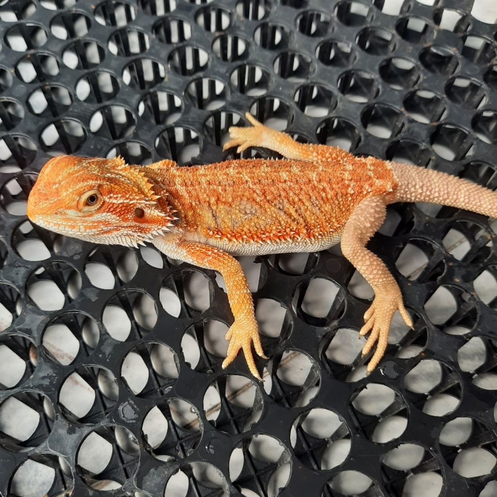 Hobby Bearded Dragon Red Female