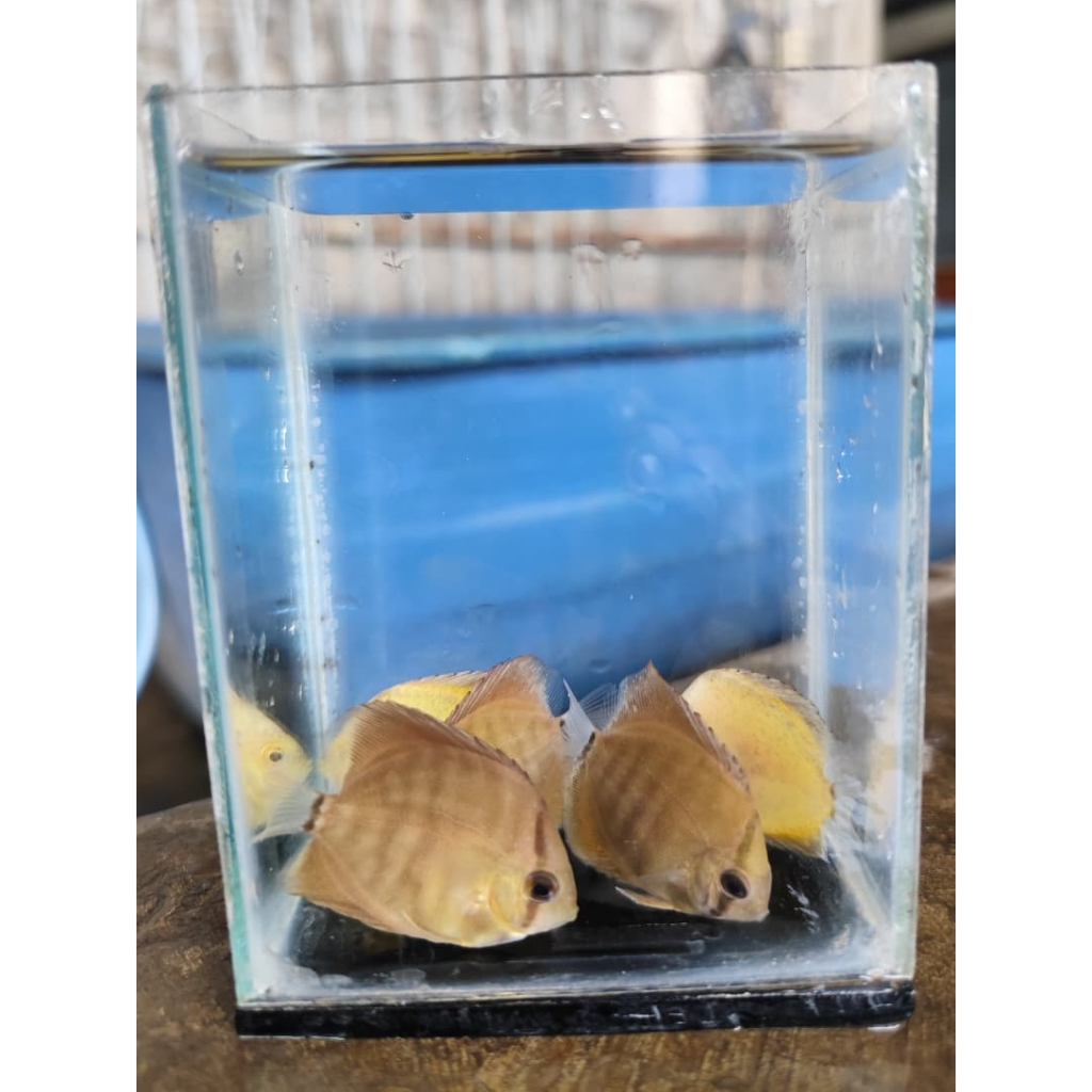 discus brown/discus coklat/Symphysodon brown/brown discus dekorasi akuarium