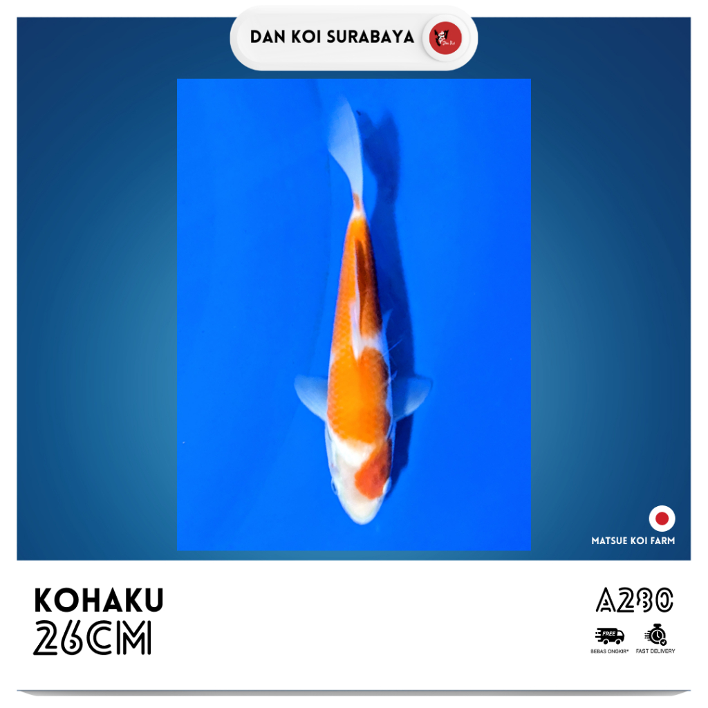 Ikan Koi Import Kohaku (Matsue Koi Farm) Kode A280