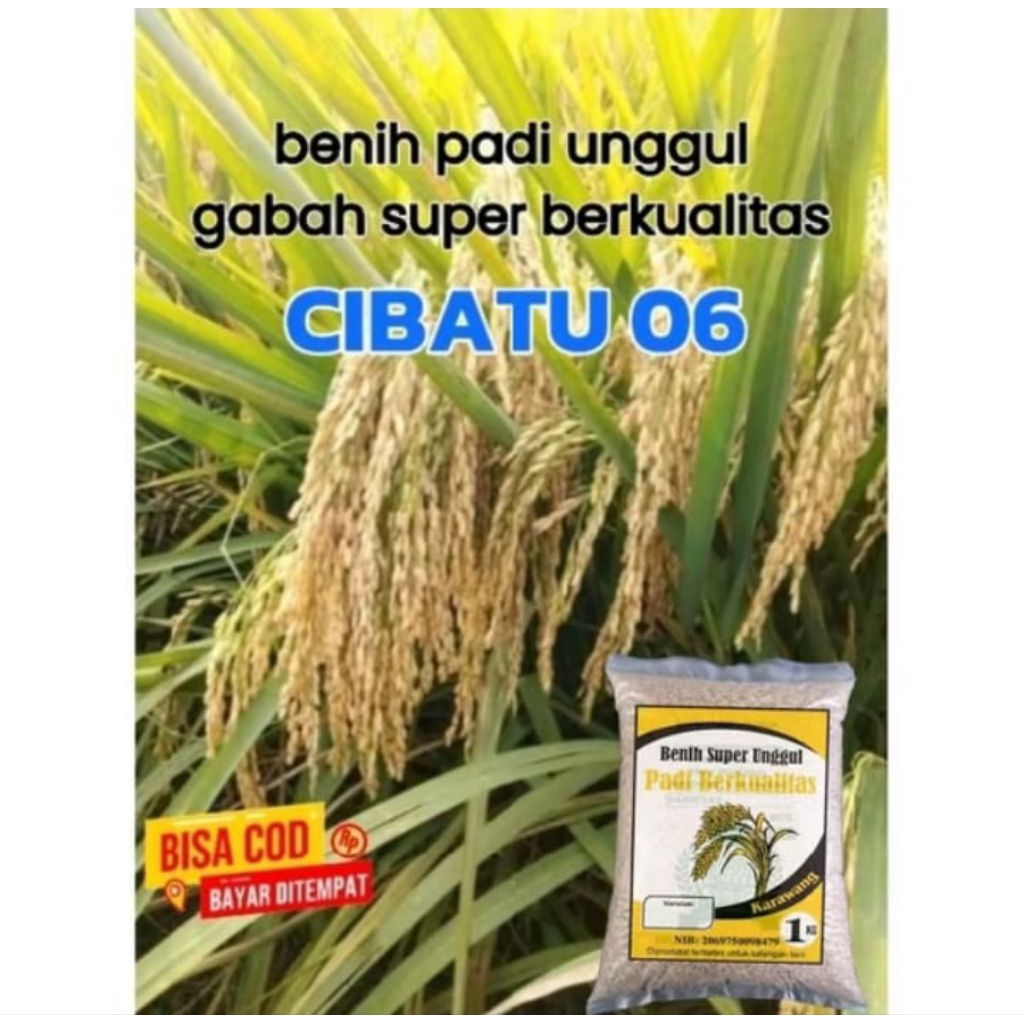 BENIH PADI CIBATU 06