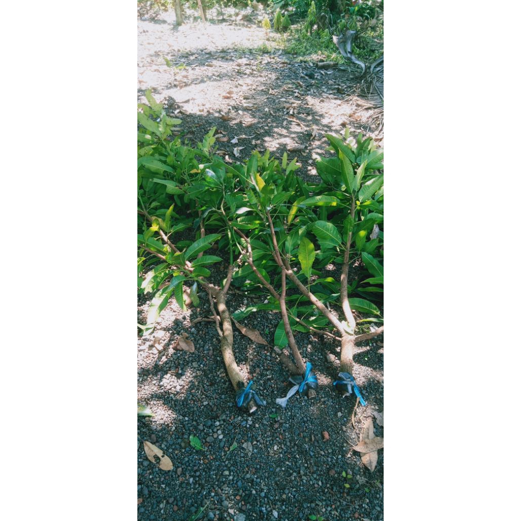 CANGKOK MANGGA MANALAGI BATANG BESAR