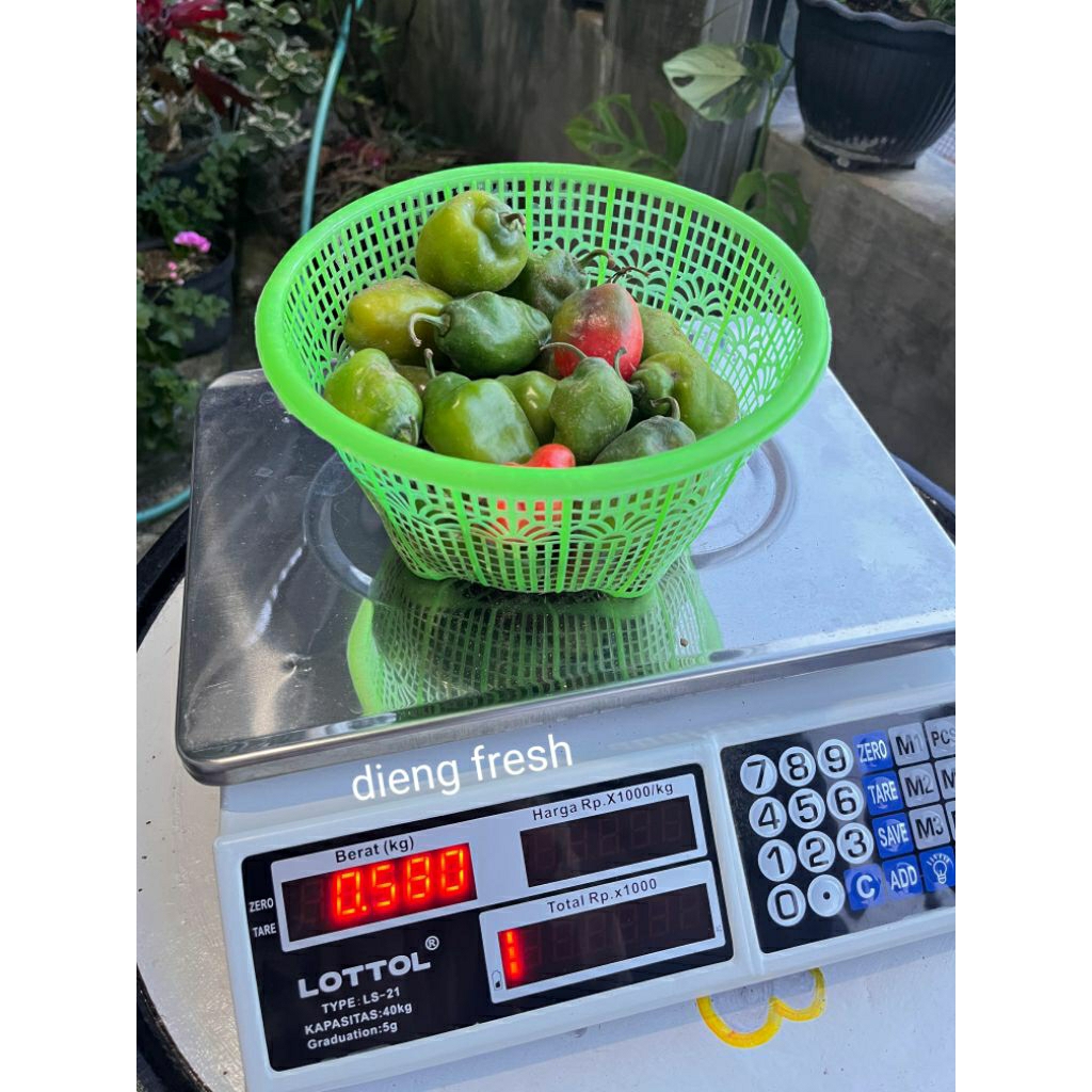 cabe gendot dieng|cabe bandung|lombok bandung fresh
