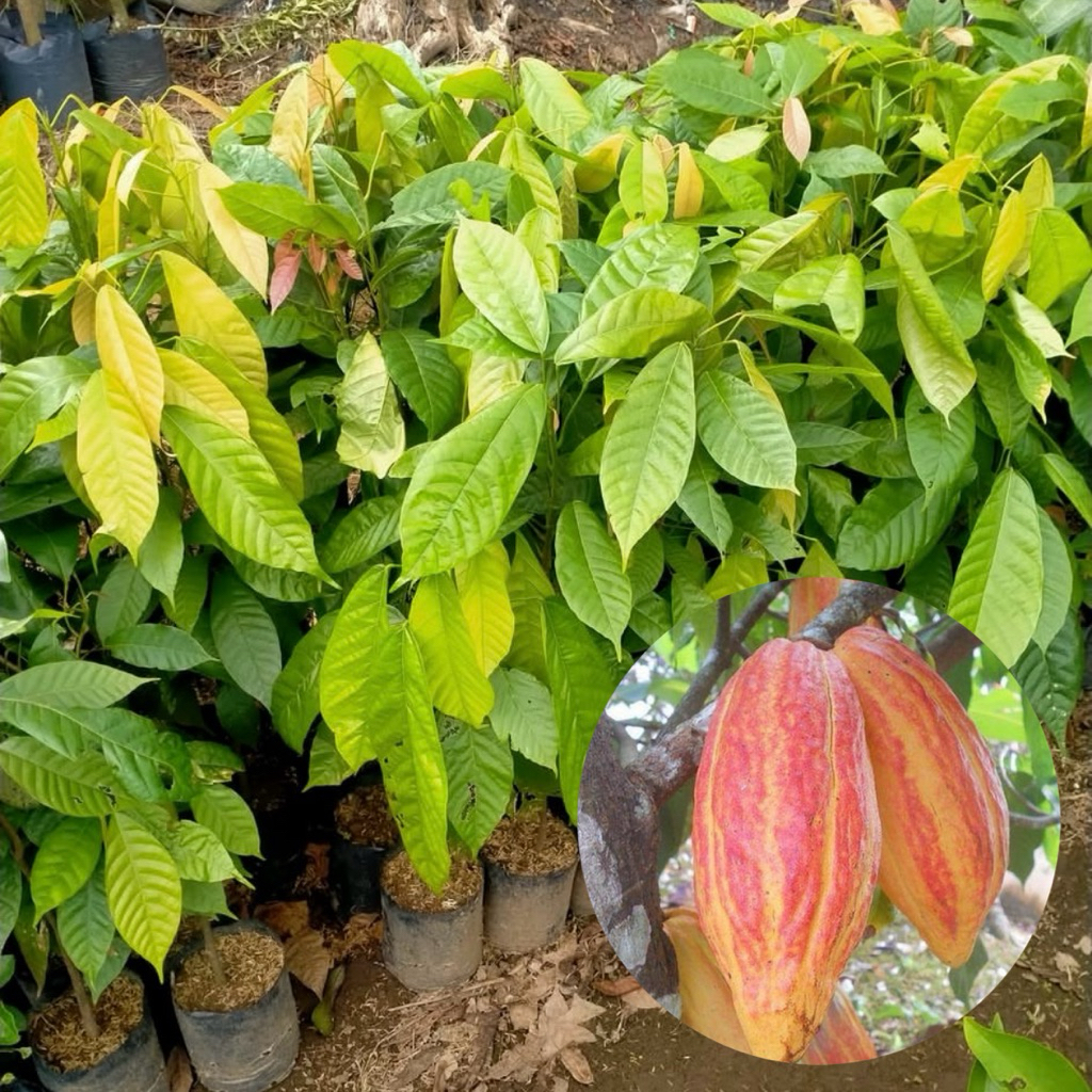 Bibit Pohon Kakao Buah Coklat Siap Tanam