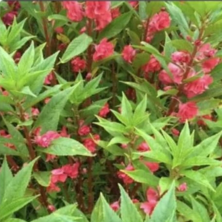 pohon pacar air tanaman hias pacar air