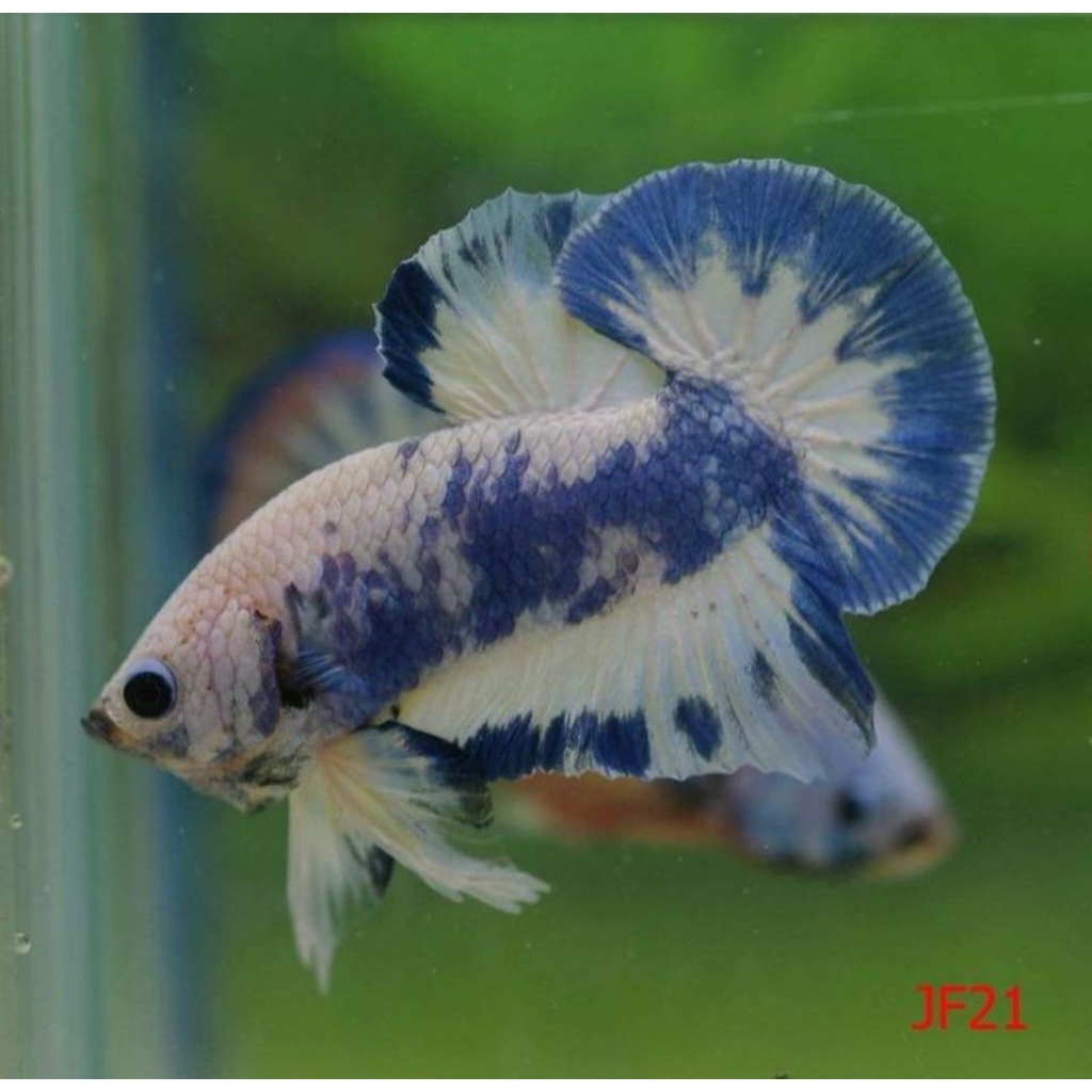 Blue Panda Line Blue Rim