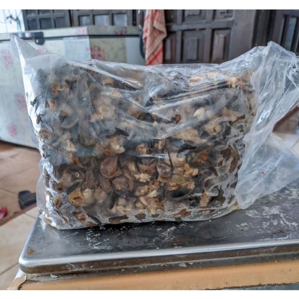 bekicot mentah siap olah 500 gram