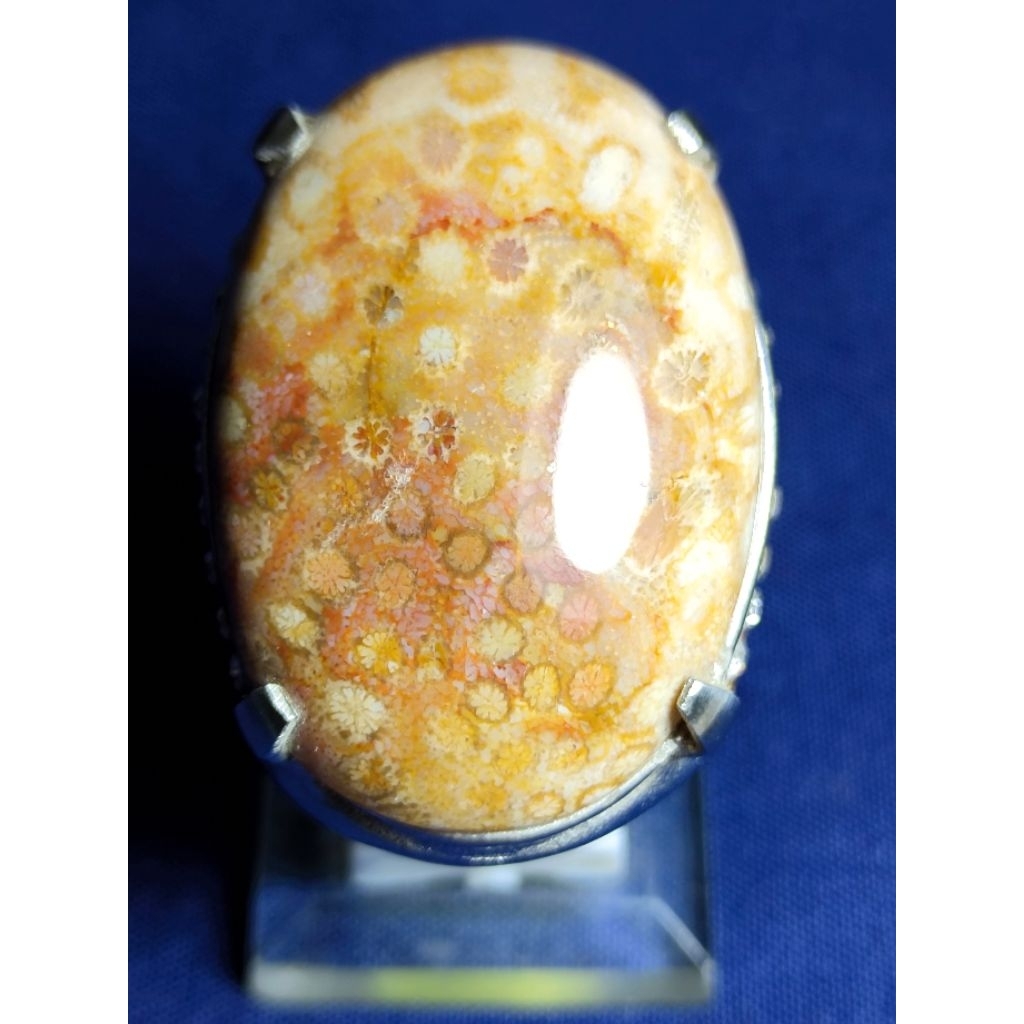 Natural Agatized Coral / Batu Teratai Lawasan, JUMBO