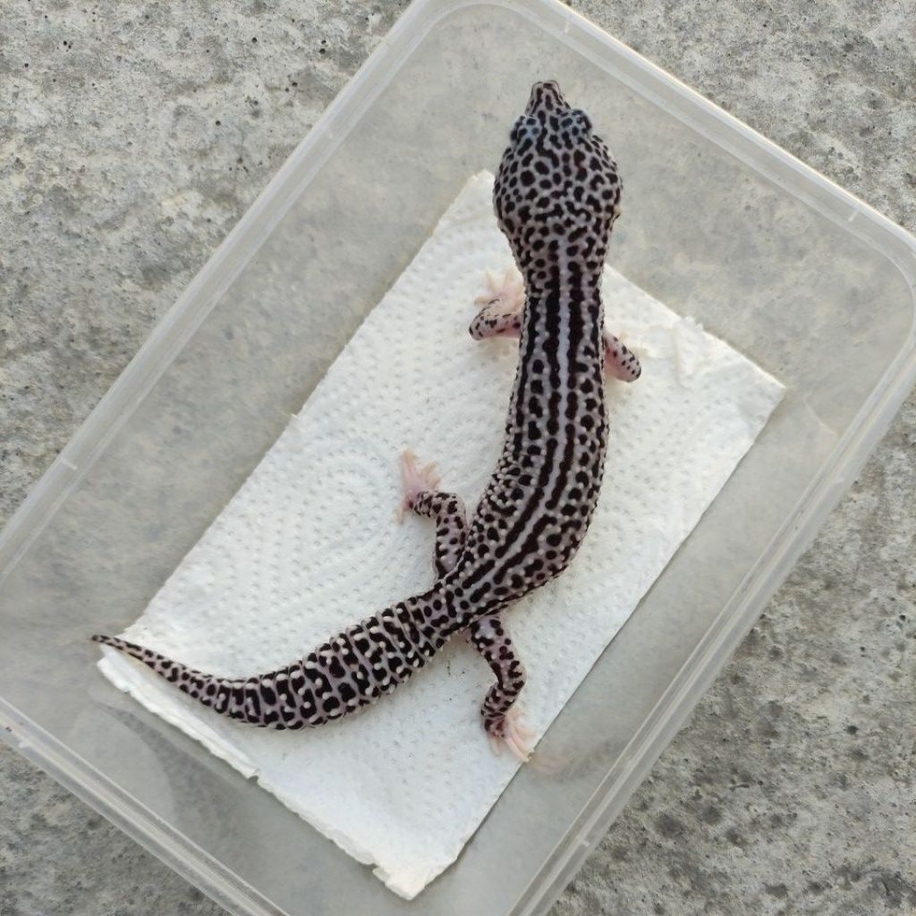 MAINAN ANAK GECKO DEWASA_SUPER SNOW_MALE