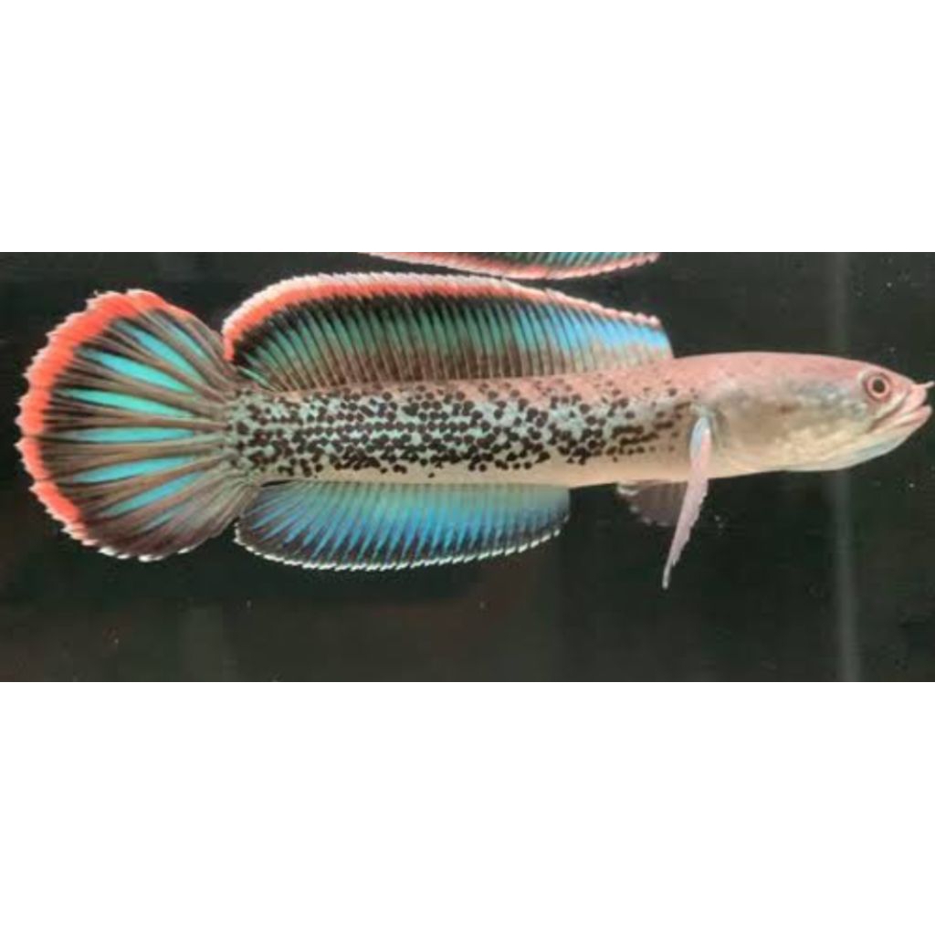 Box sticker channa stewarti