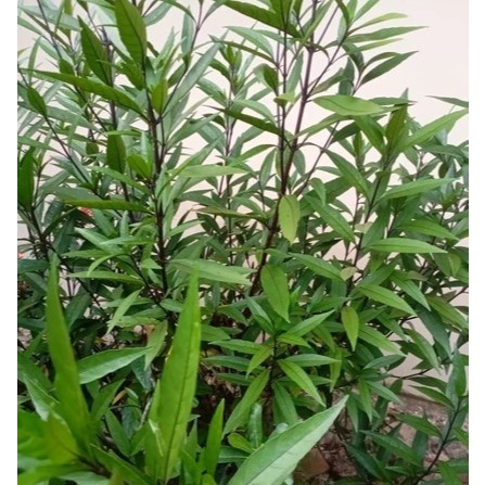 Herbal Daun Gandarusa Segar / Daun Genjik / Daun Ganda Rusa Segar Alami