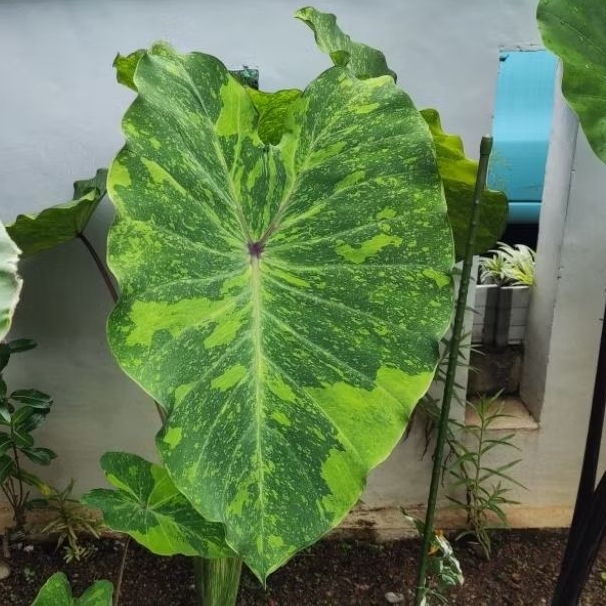 Colocasia Lemon Lime Gecko