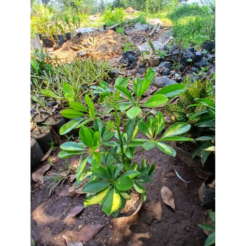 tanaman walisongo daun kecil varigata